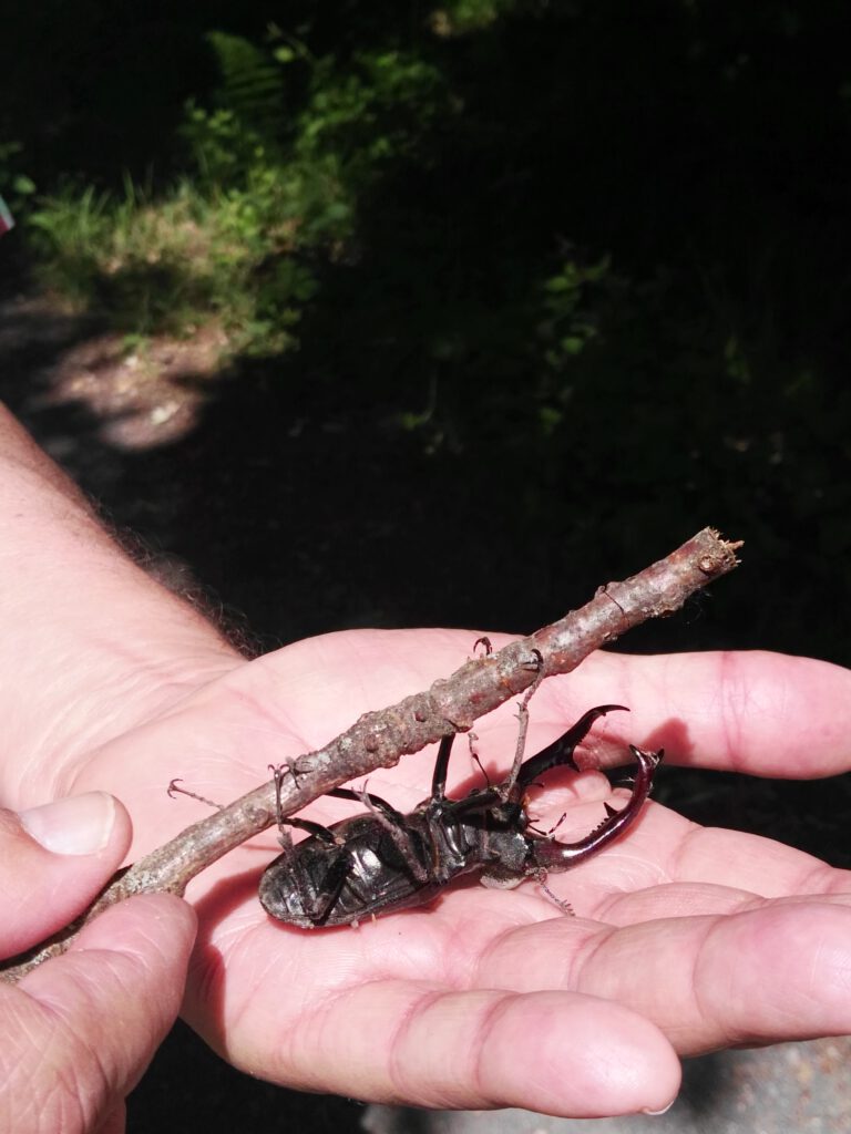 Ein Hirschkäfer am Stock, auf einer Hand