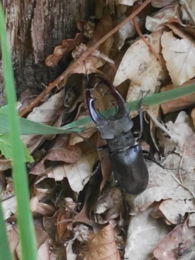 Ein Hirschkäfer im Laub